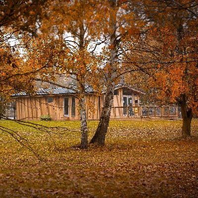 Escape to the forest