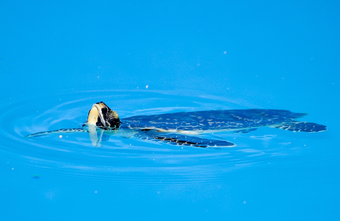 Magic in the Maldives: Image 3