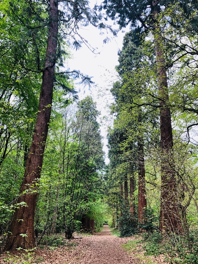 woods with a path through it