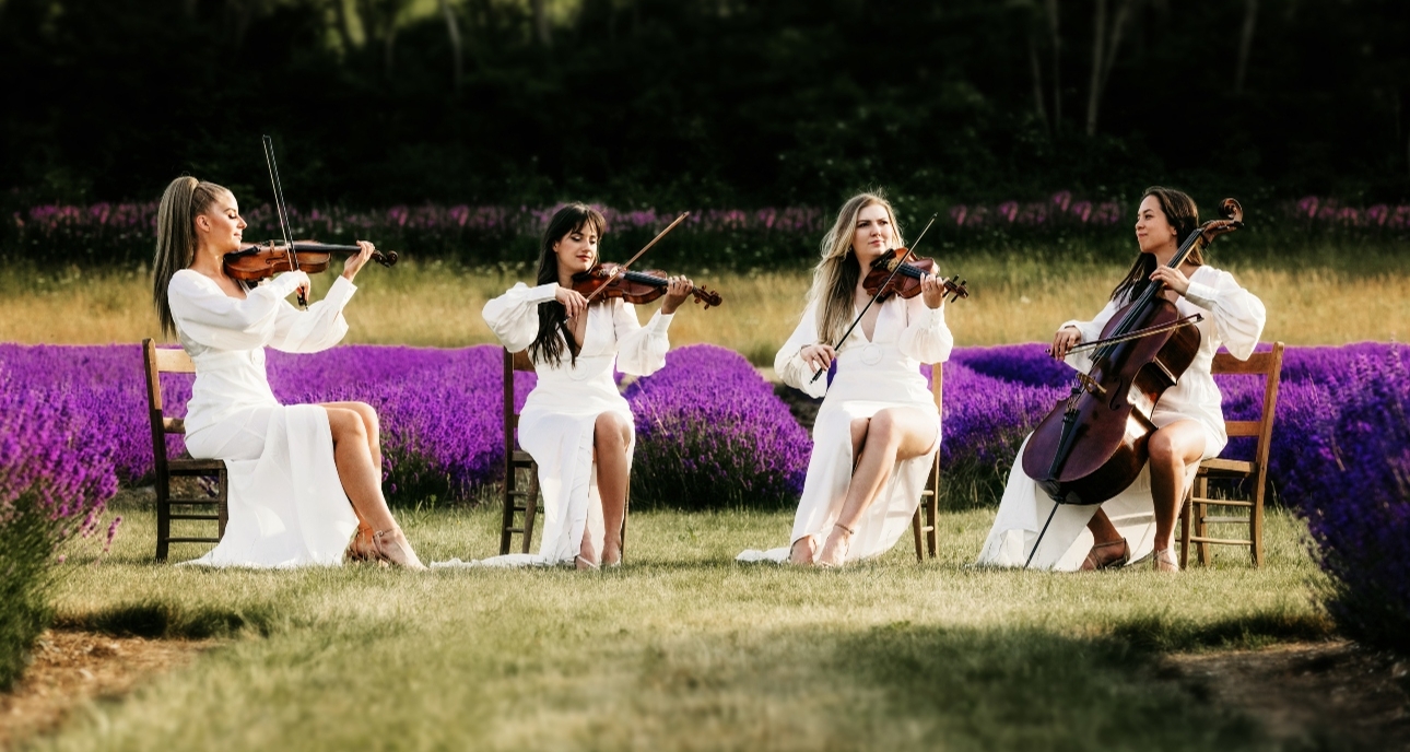 four string musicians in white dress on wooden chairs in a lavender field