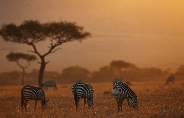 safari, Kenya 