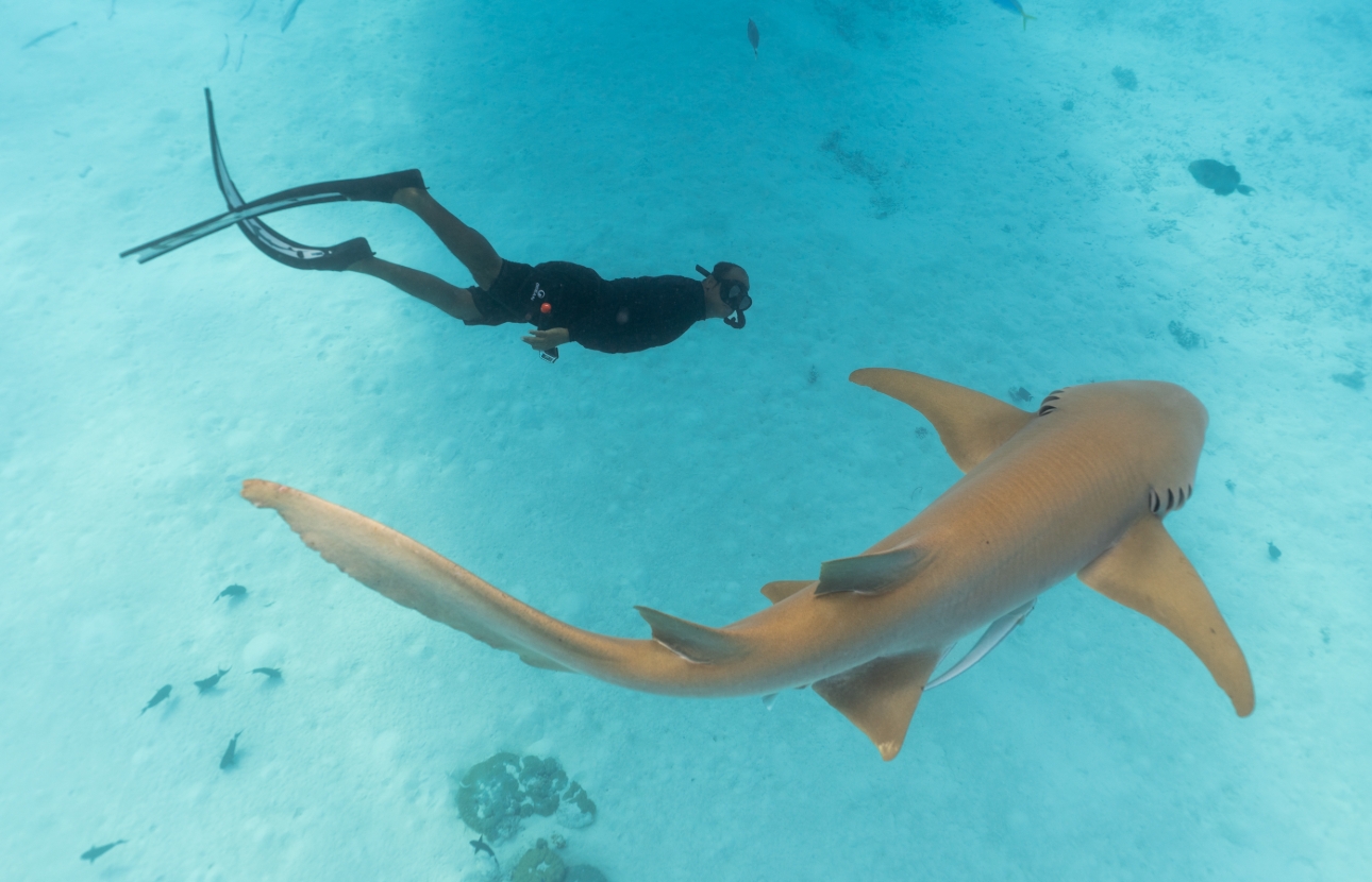 Swim with Nurse Sharks